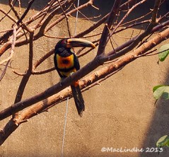 Inte bara fisk. Fågel också.