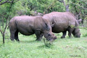 Noshörningar med avsågade horn.
